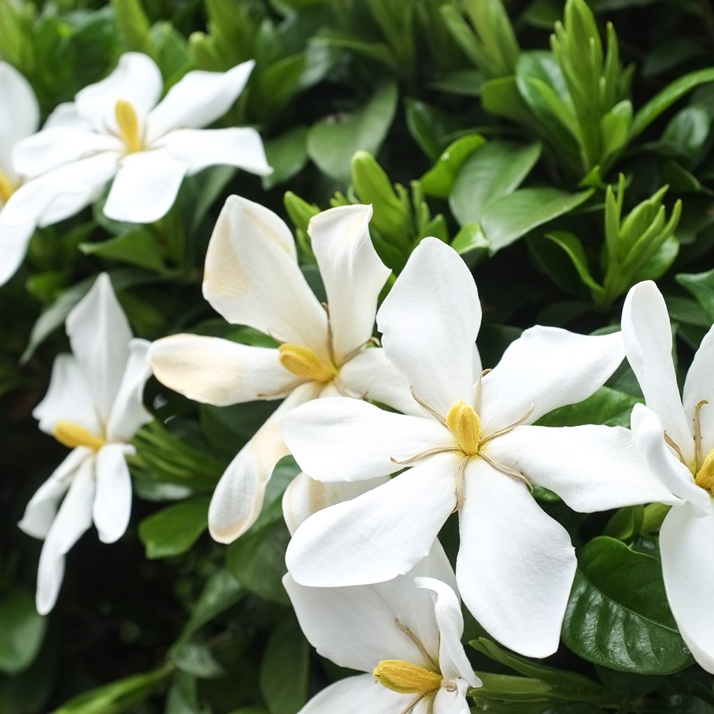 Honeysuckle Gardenia Fragrance Oil 757
